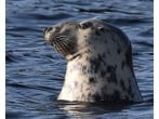 Seals Seals